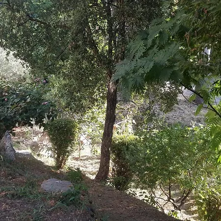 Chiapatella